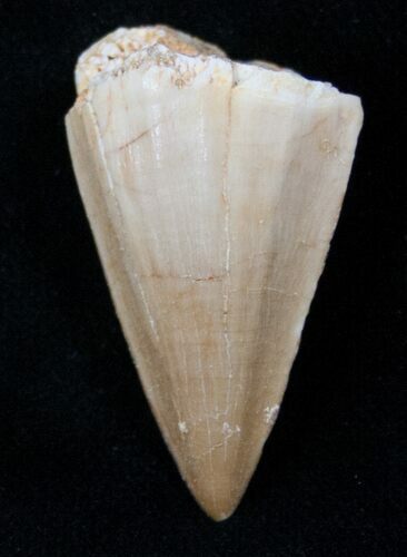 Fossil Mosasaurus Tooth #17022